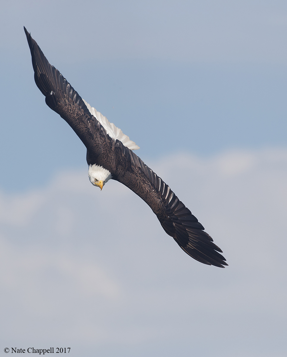 Diving Bald Eagle 