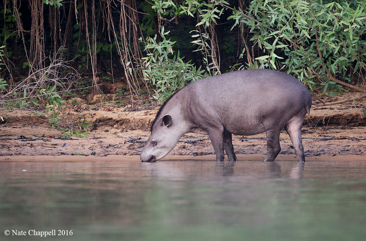 Brazilian Tapir 