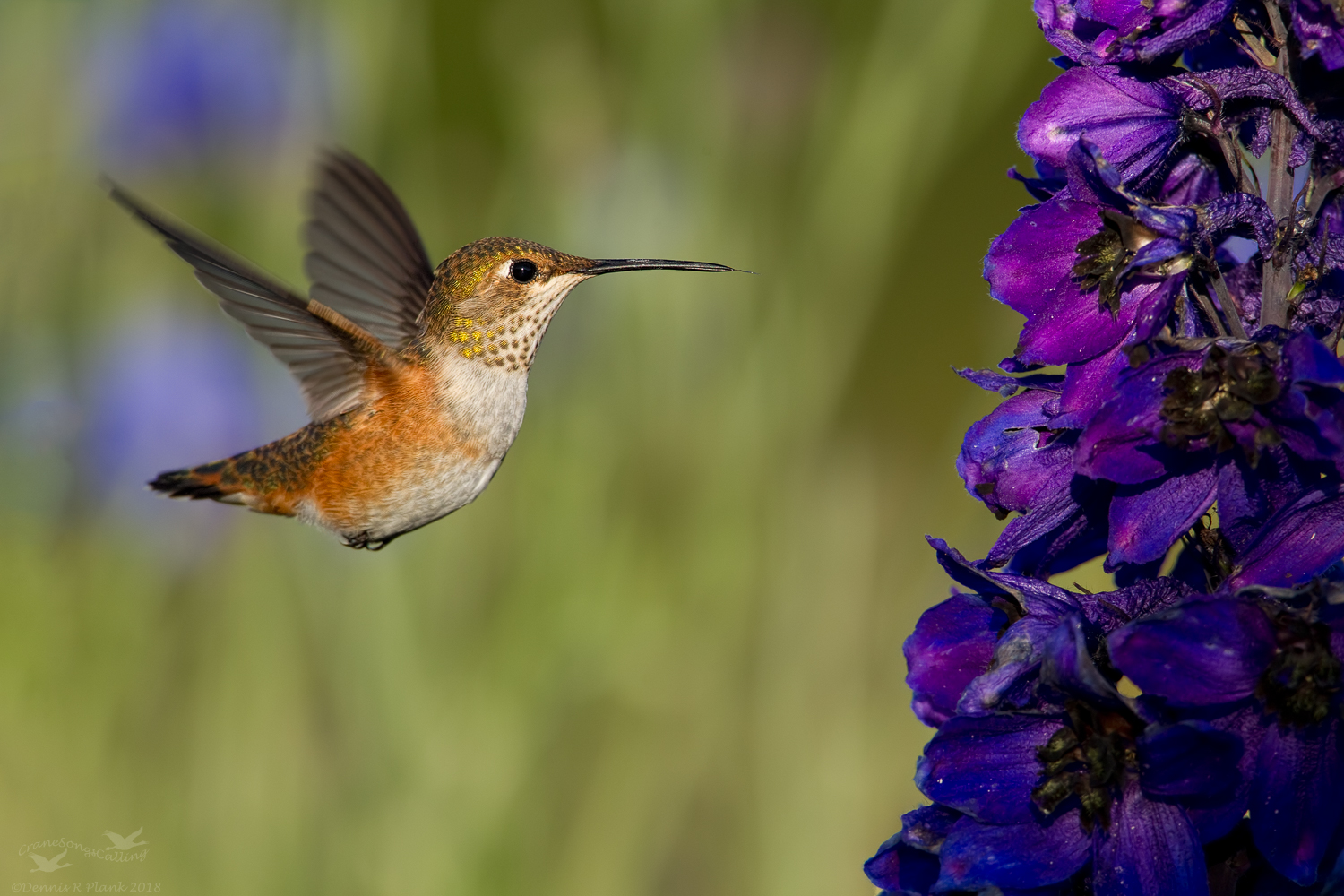 Rufous and Delphinium