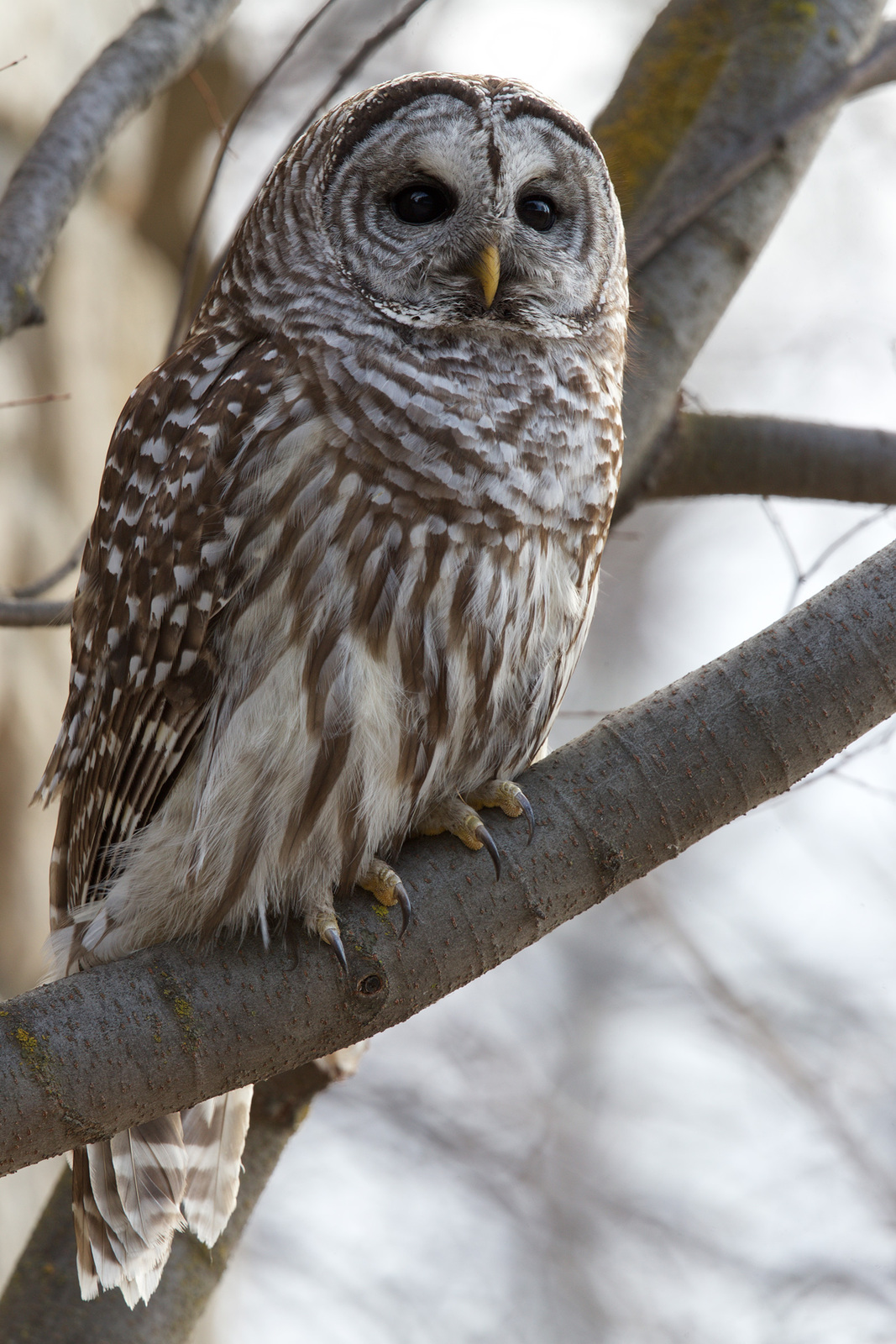 Barred Owl