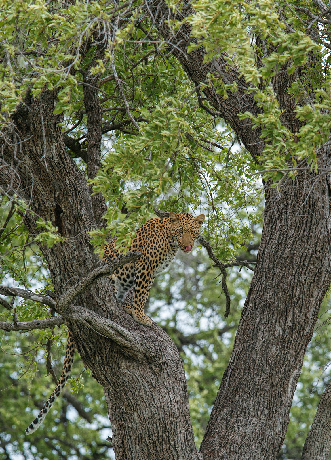 Another Leopard