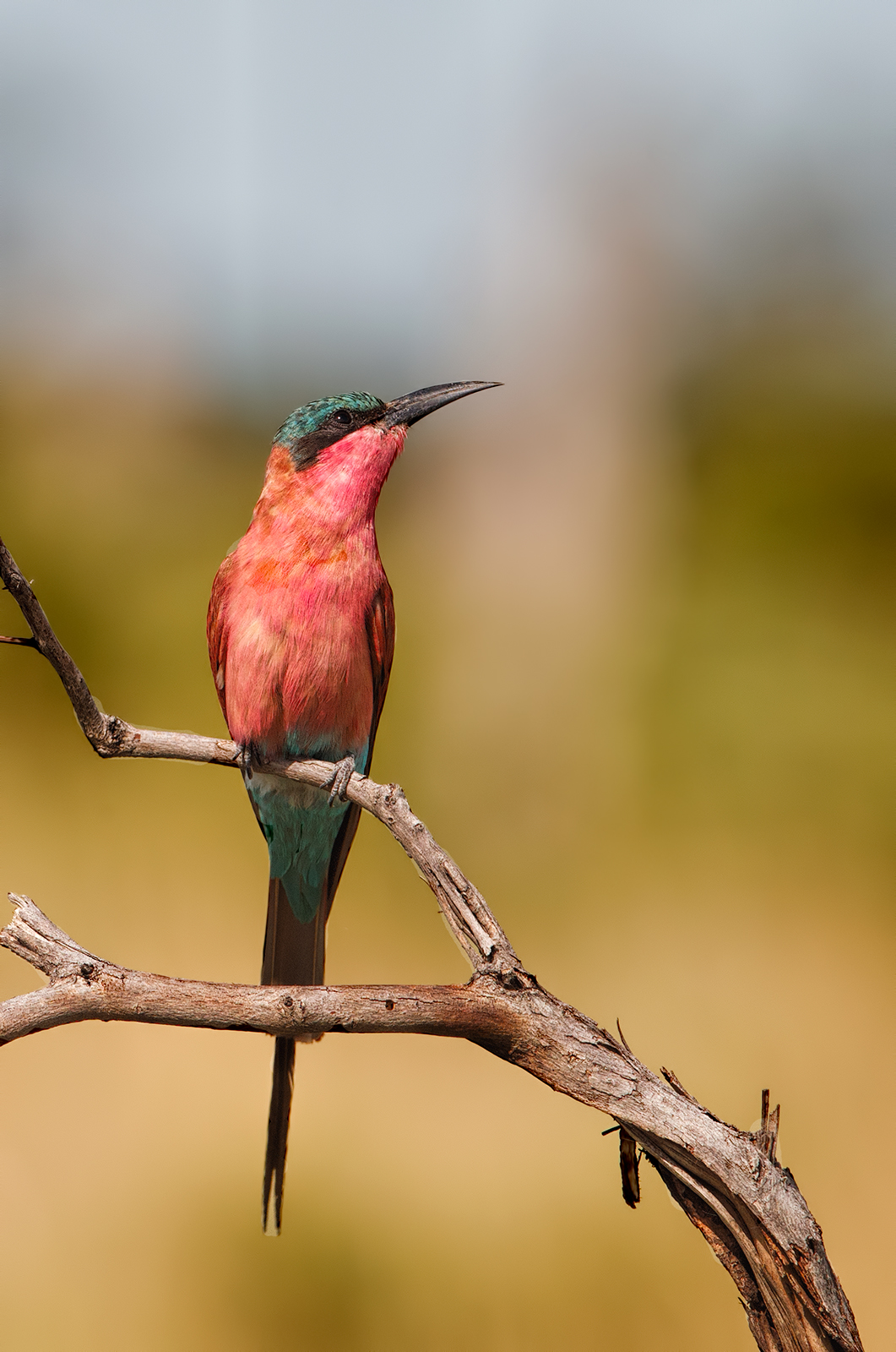 Carmine Bee-eater