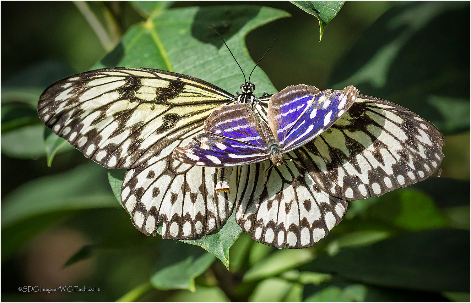 Hitching a Ride