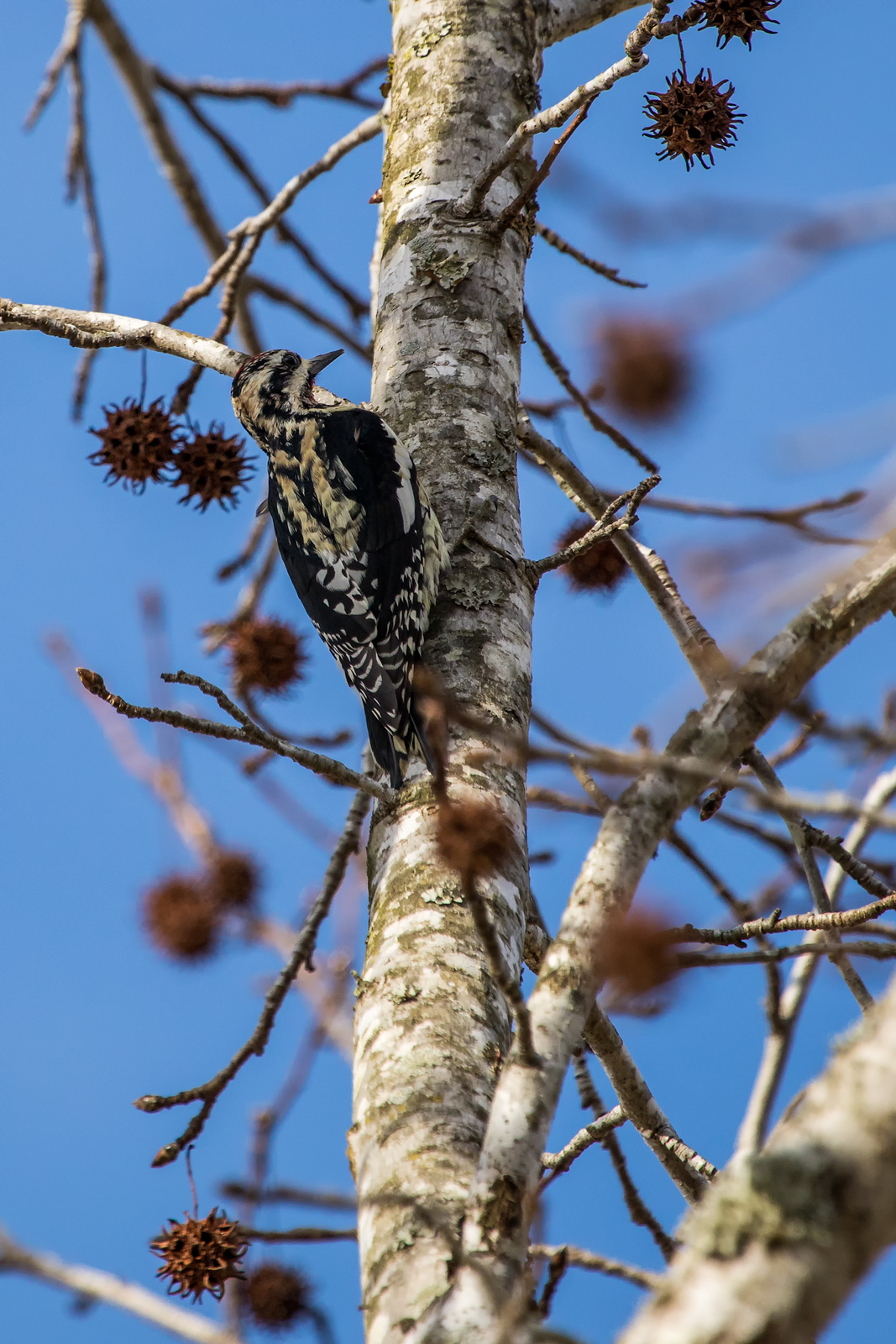 Woodpecker