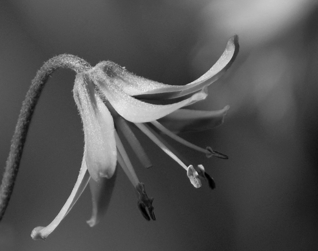 Trout Lilly close-up