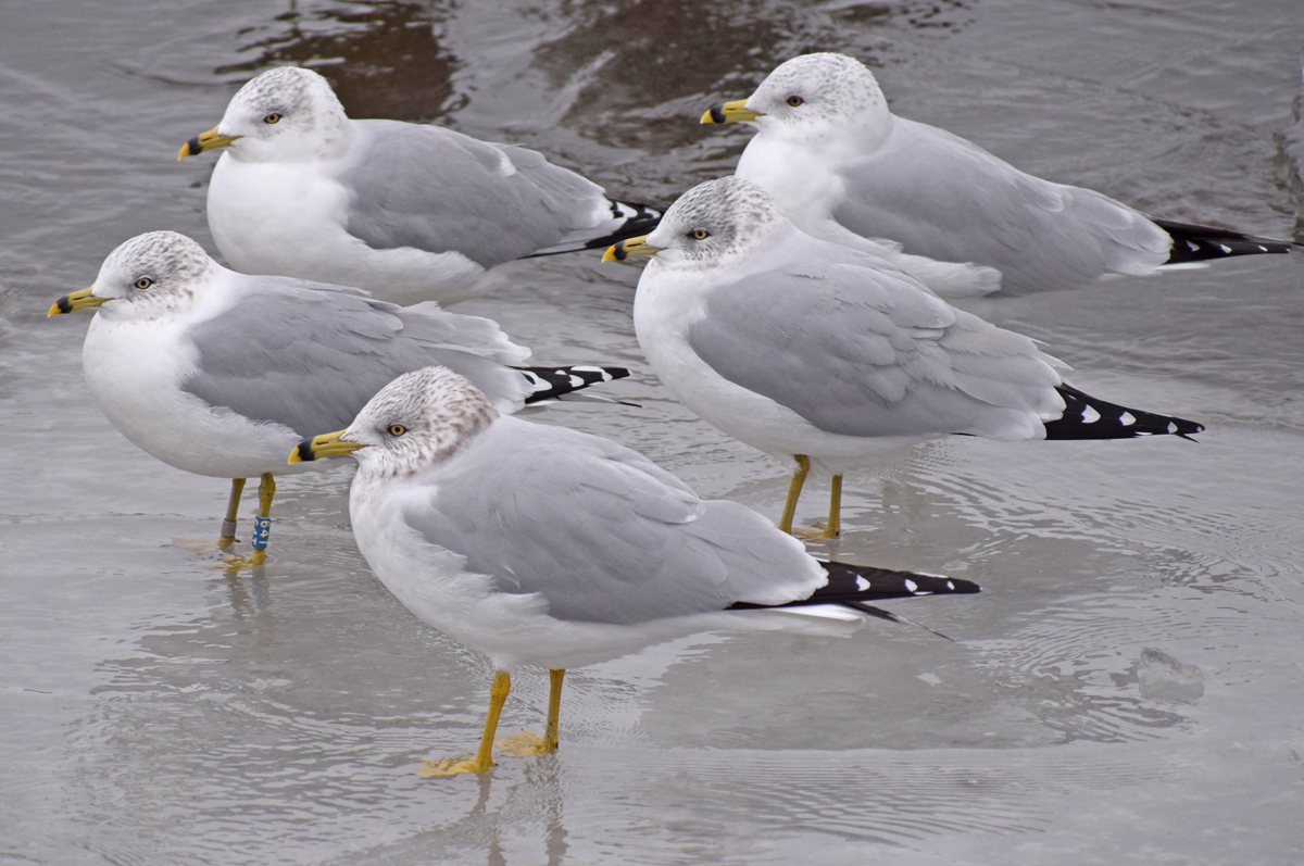 Ice Floaters banded