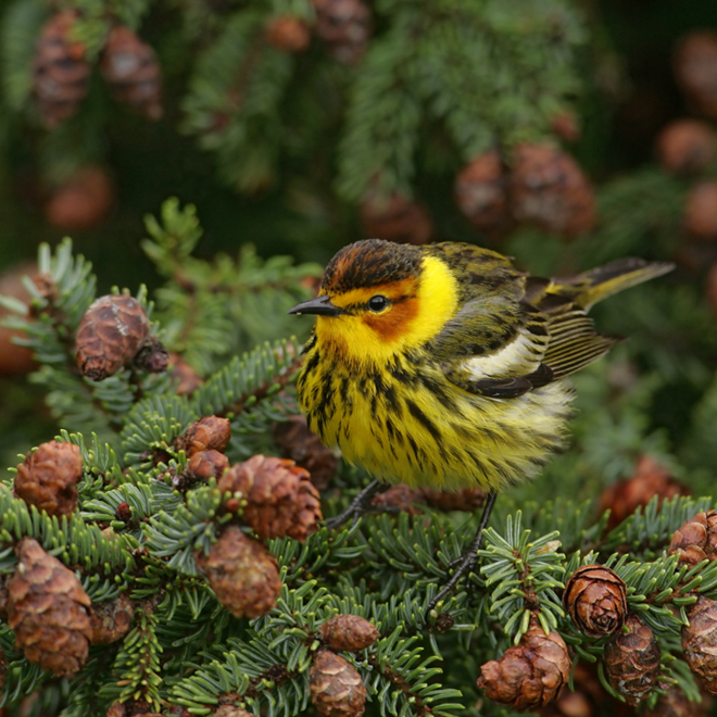 Male Cape May Warbler