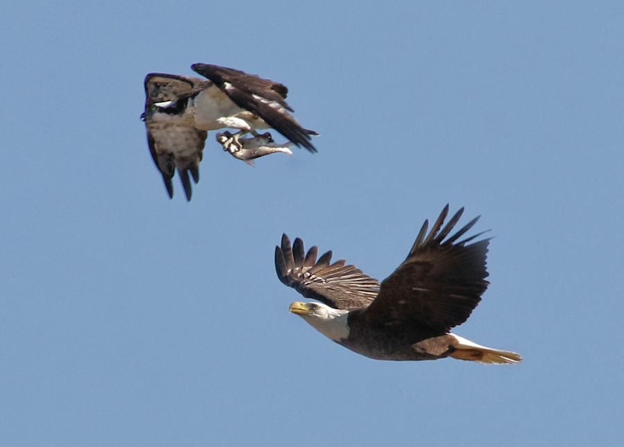 Osprey vs Eagle