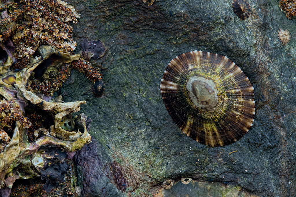 Limpet
