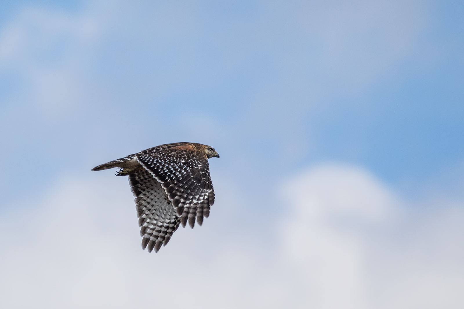 Red-shouldered Hawk
