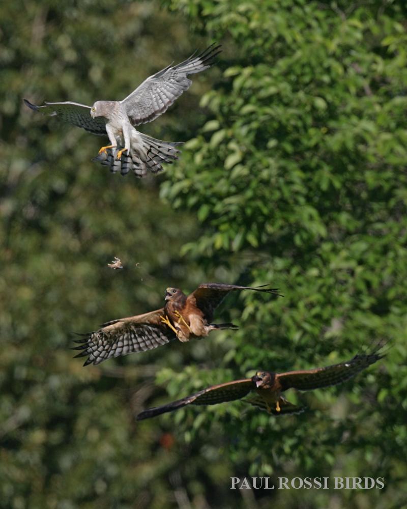 Northern Harrier Drop