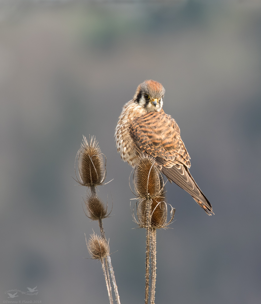 American Kestrel