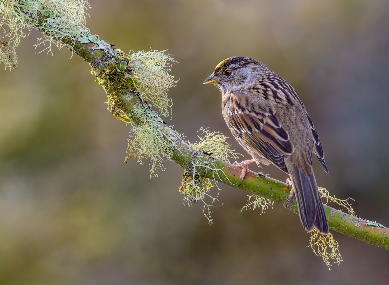 Golden Crowned Sparrow
