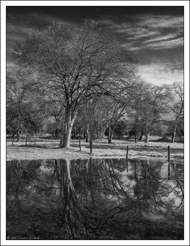 Oaks and Vernal Pool