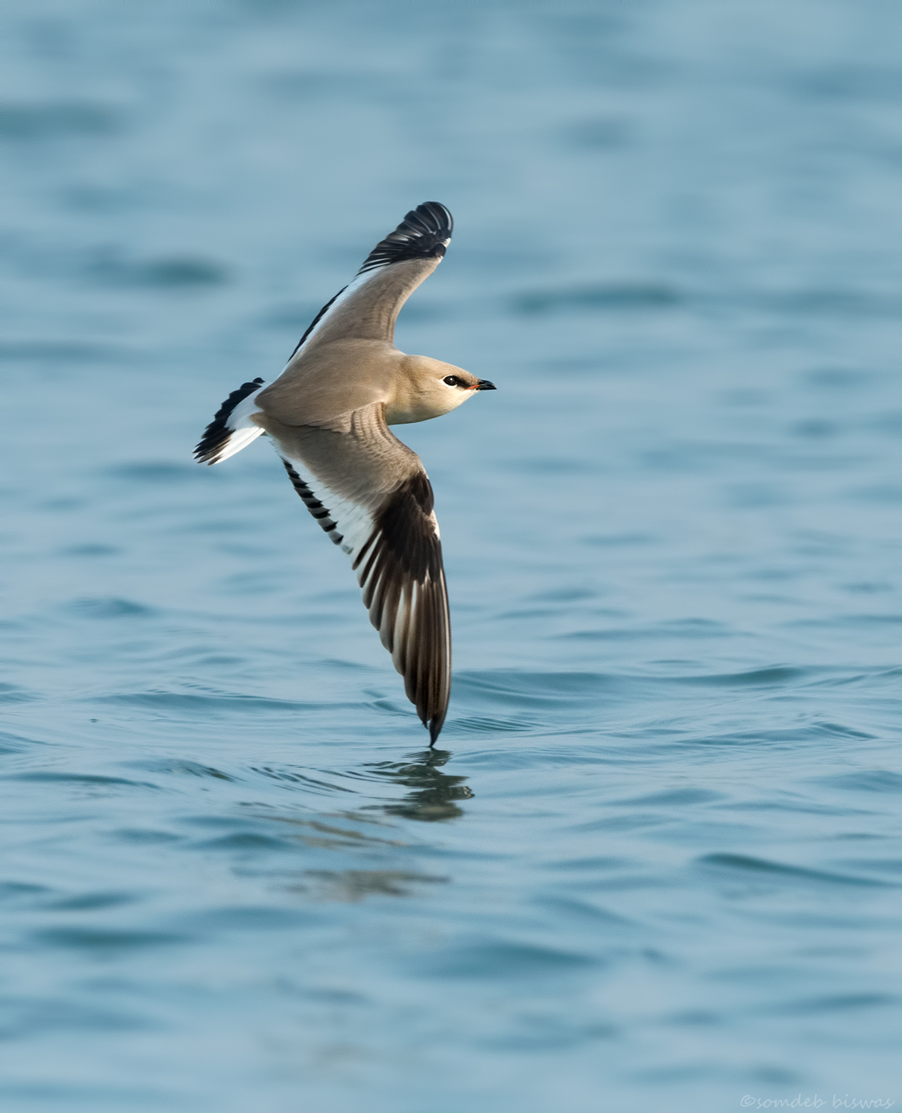 Small Pratincole