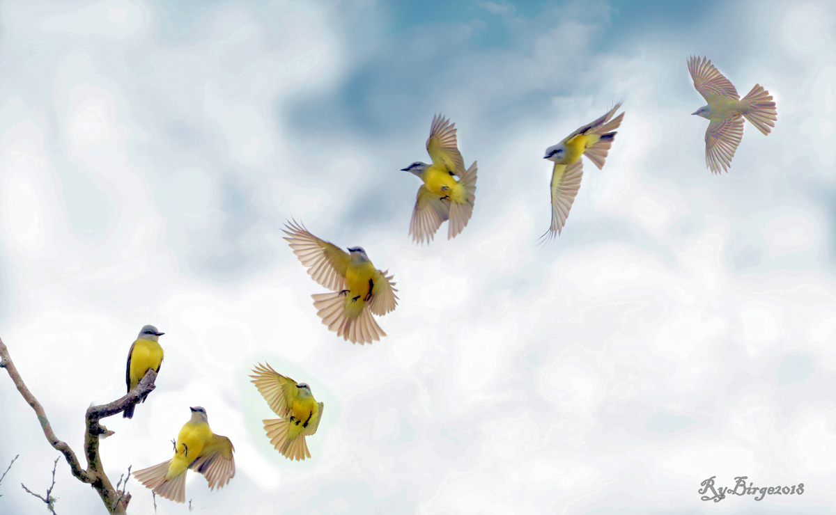 Western King bird composite