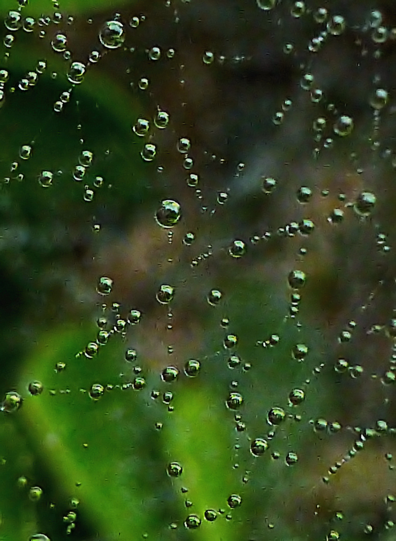 Dew laden web