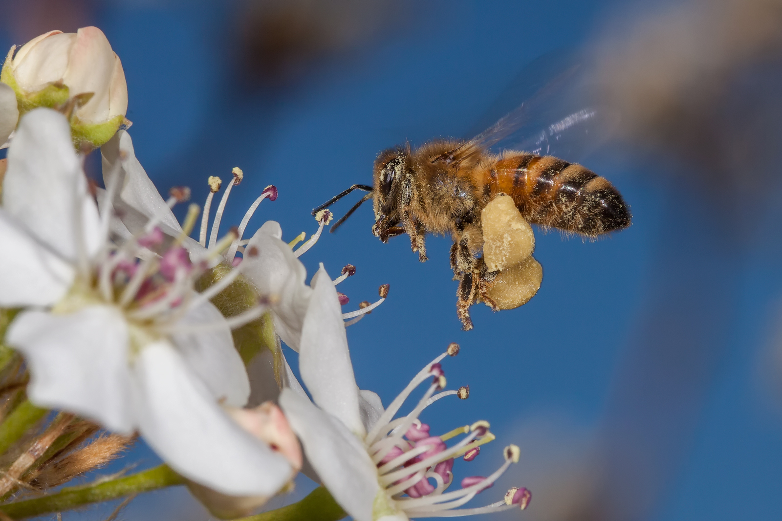 Collecting Pollen
