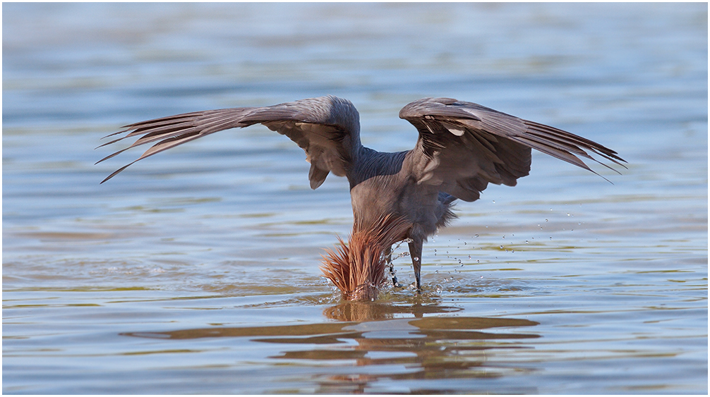 Reddish Egret Striking
