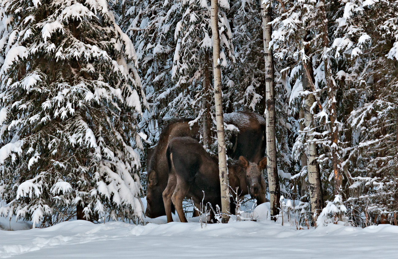 Moose in the Trees