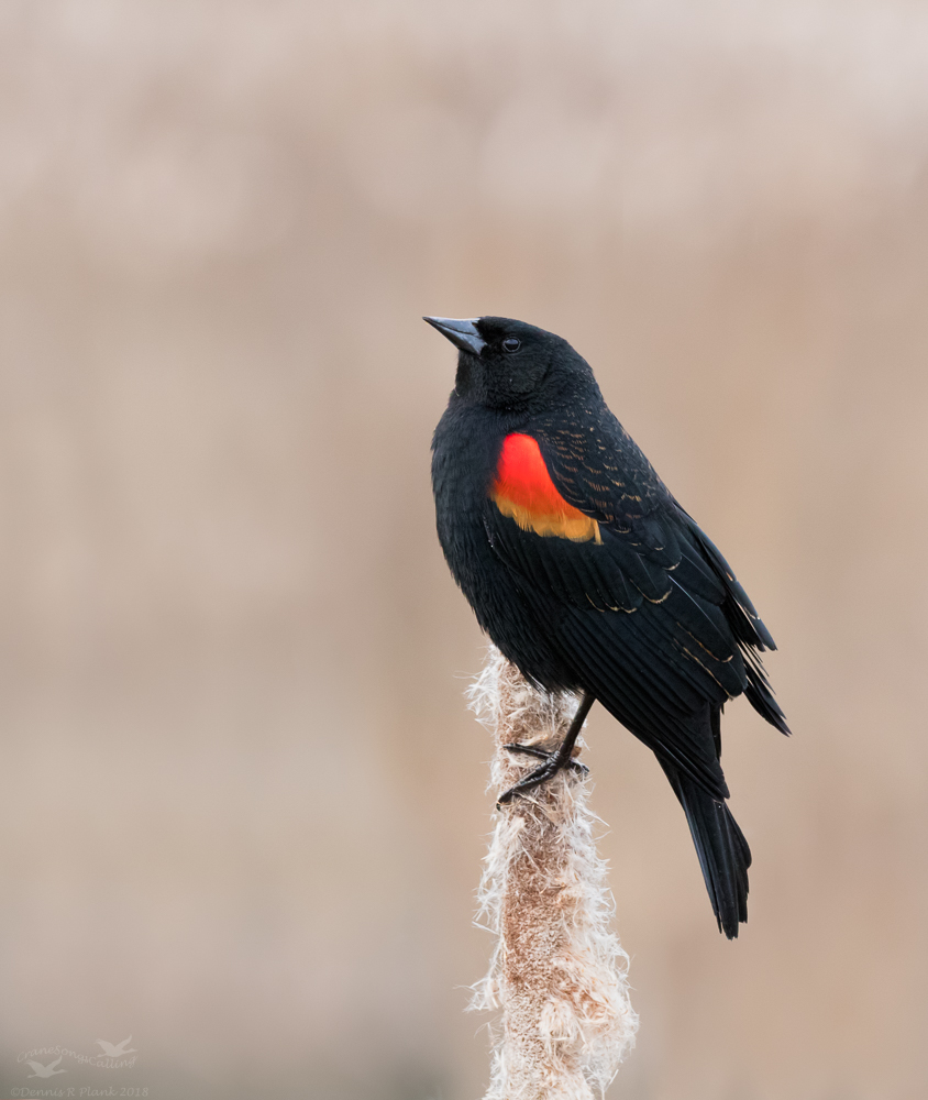 Red-Winged Blackbird