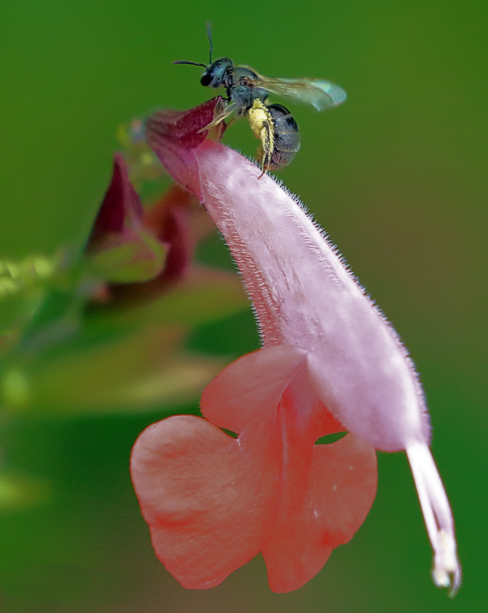 Sweat bee on blossom