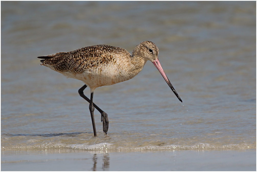 Marbled Godwit