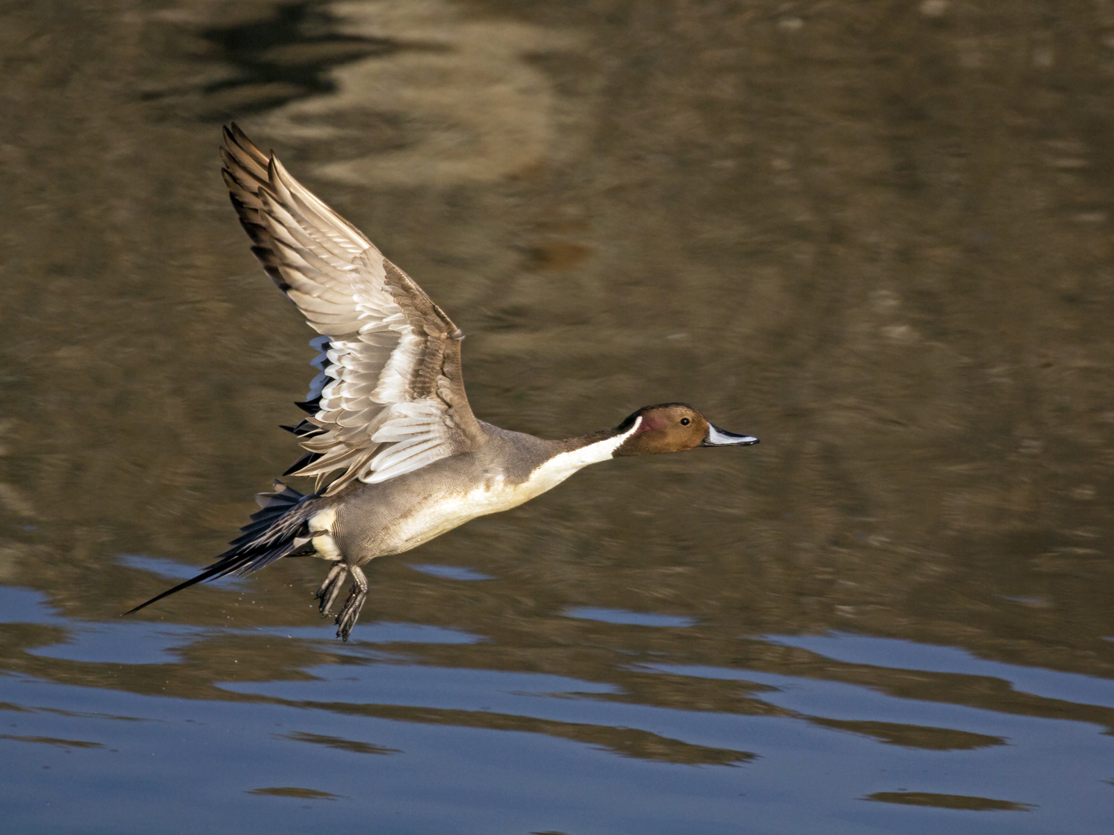 Flying Pintail Too