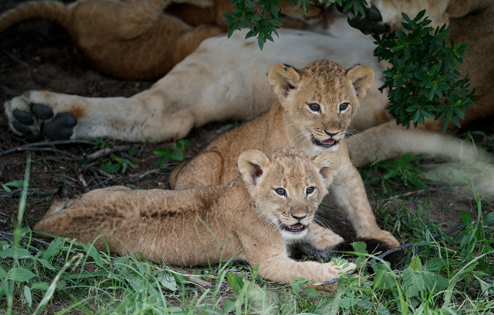 Happy Cubs