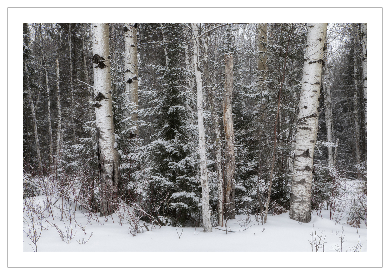 North Woods Winter