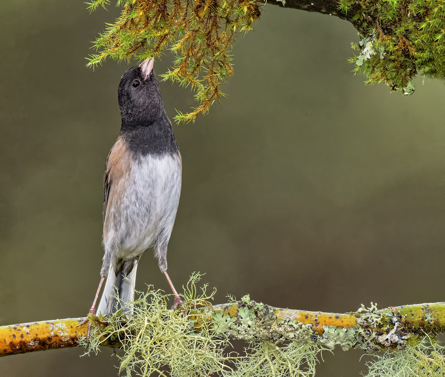 Feeding Junco & Vertical