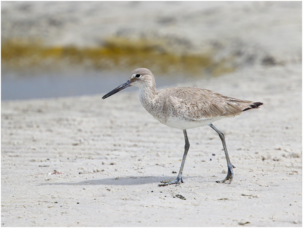 Willet