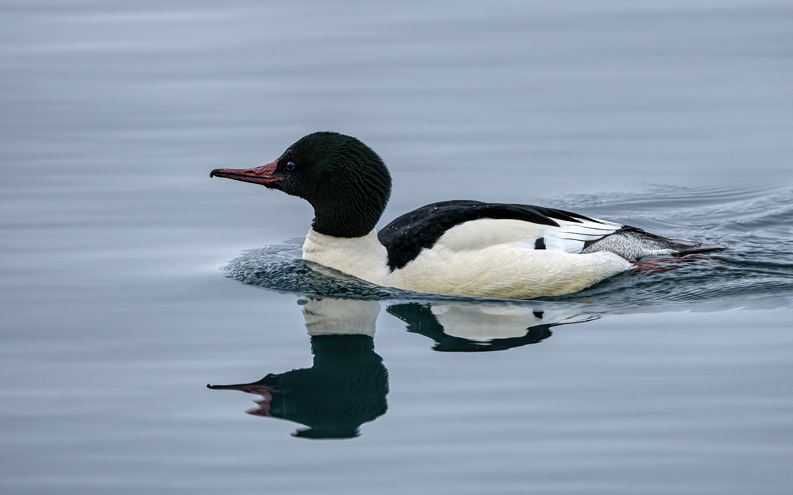 Marvelous Merganser
