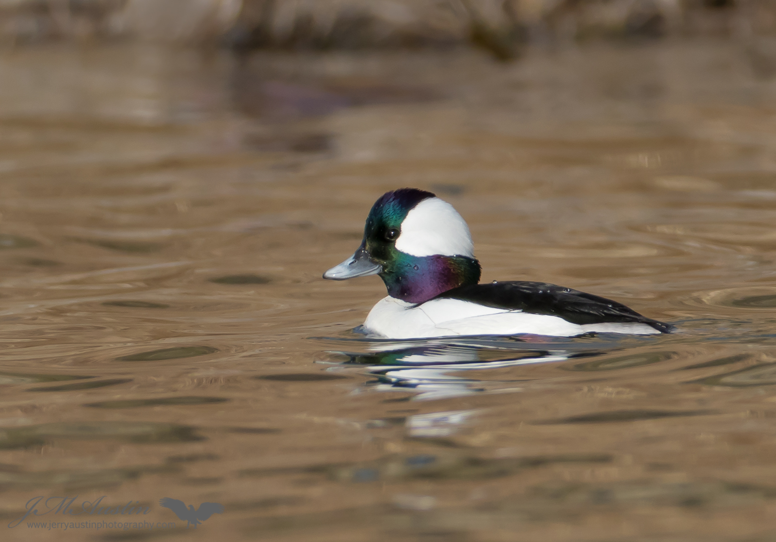 Painterly Bufflehead