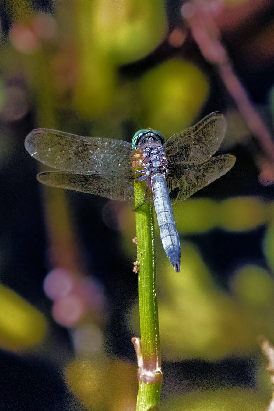 Dragonfly at rest