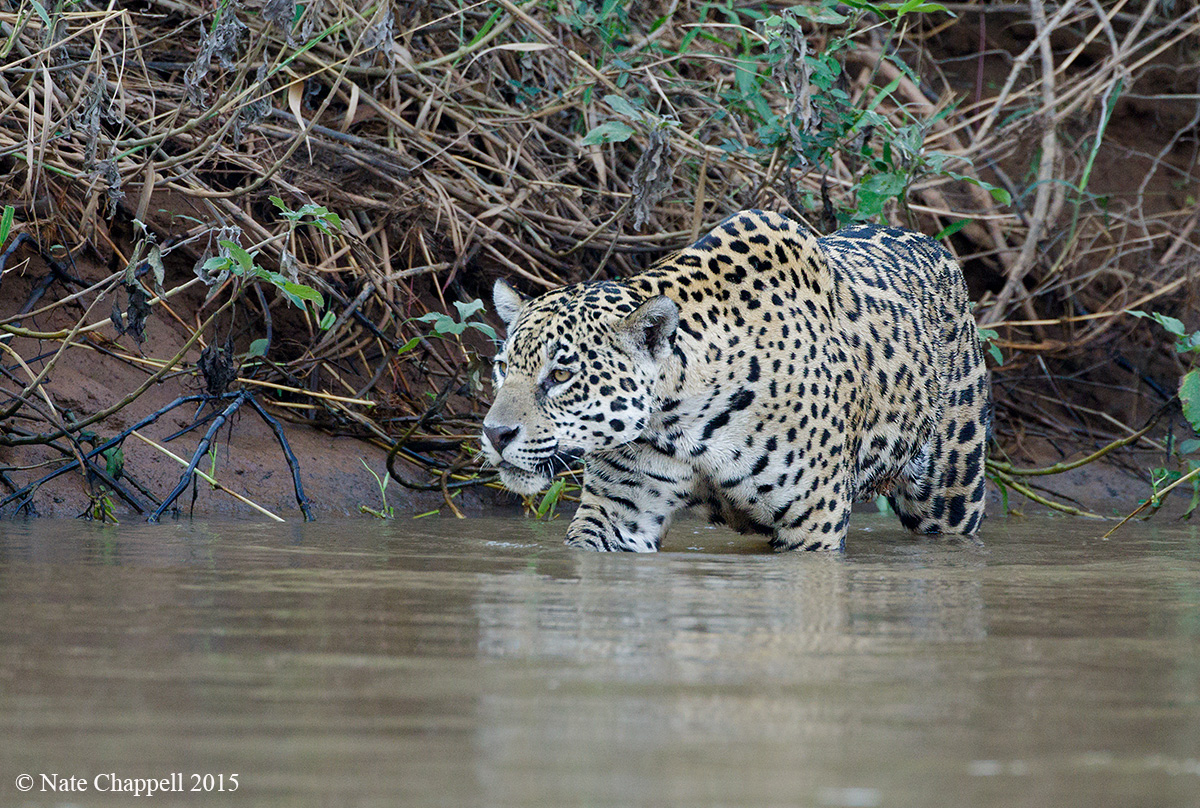 Jaguar