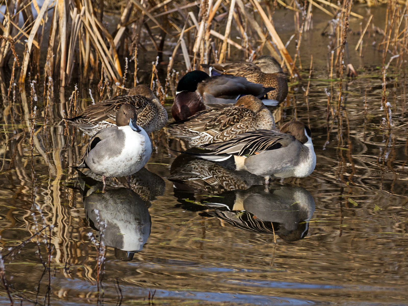 Watch Duck