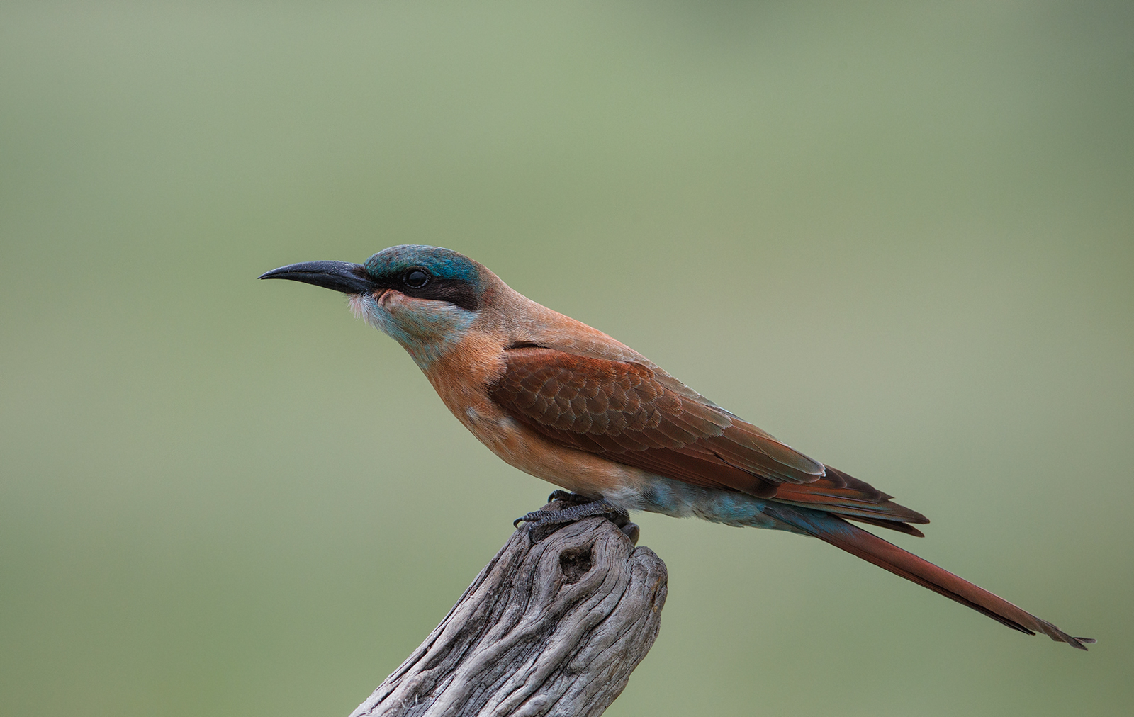 Carmine Bee-eater