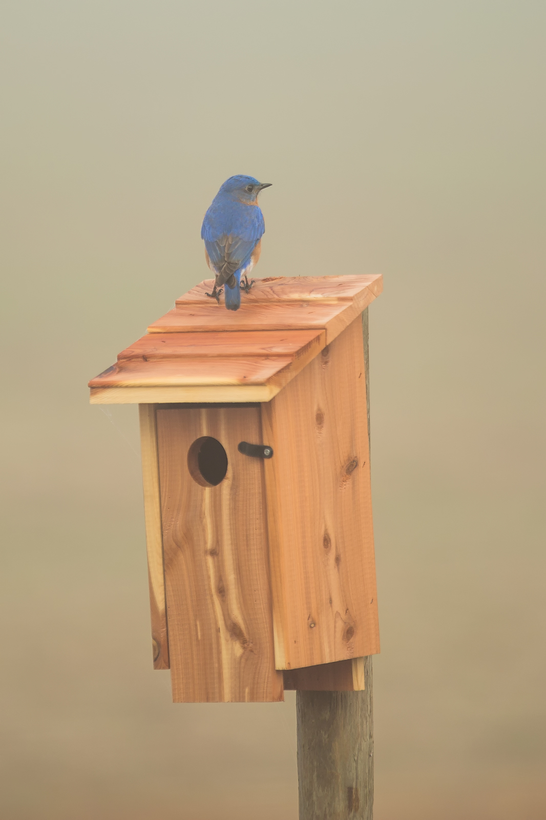 Bluebird