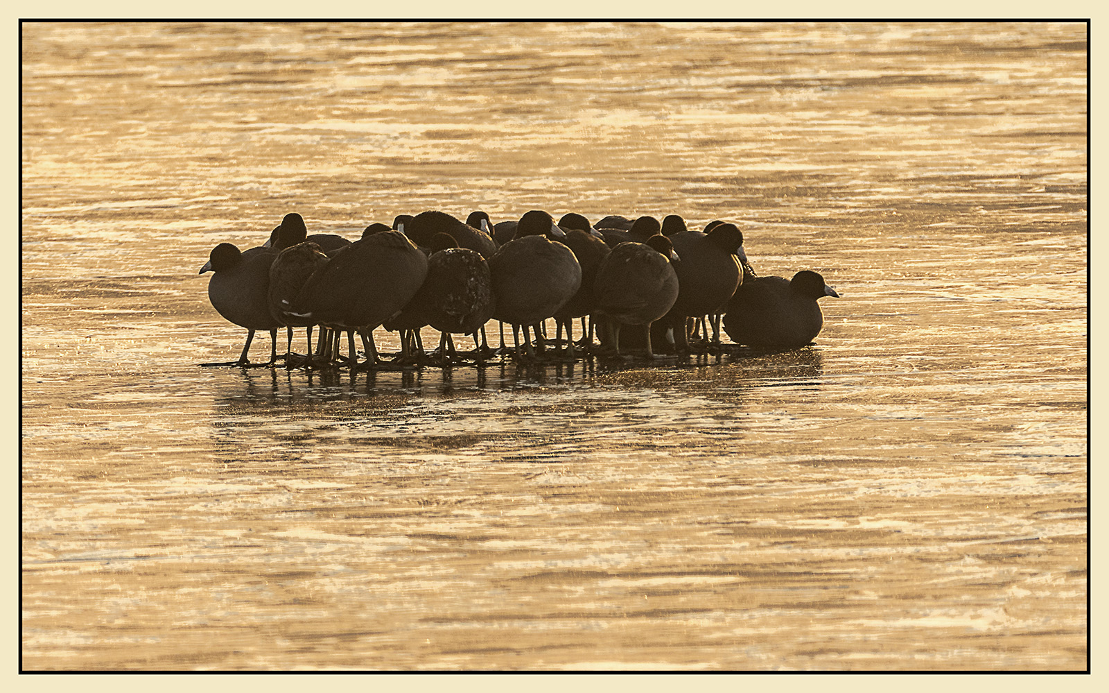 Coots on Ice