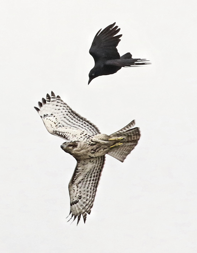 Hawk harassment