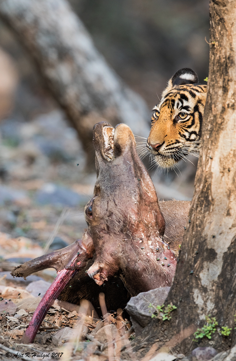 Tiger and sambar