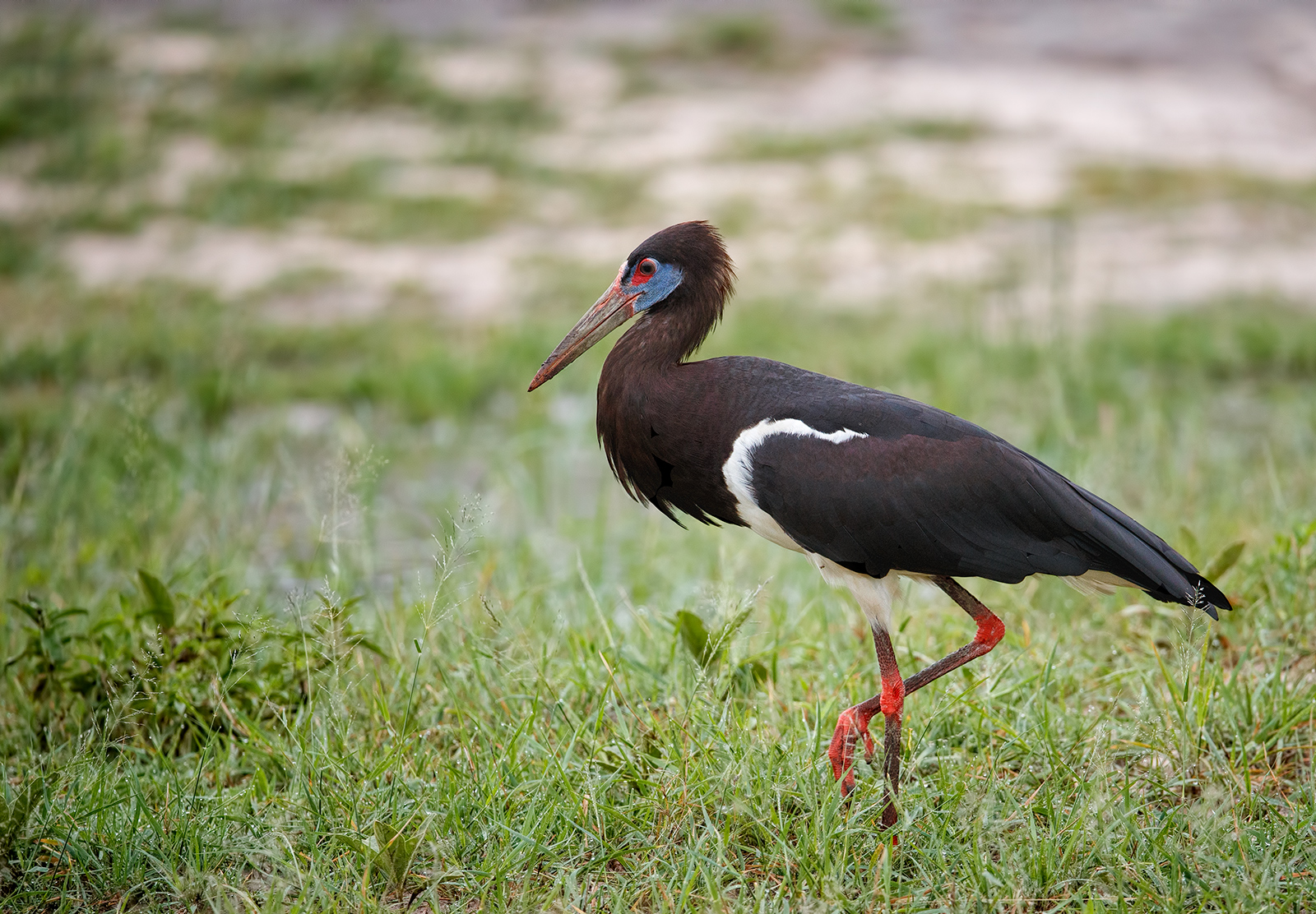 Abdim's Stork