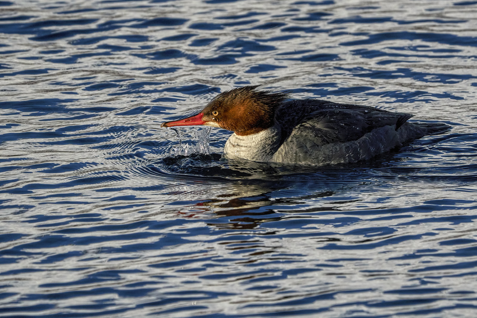 Ms Merganser Dipping