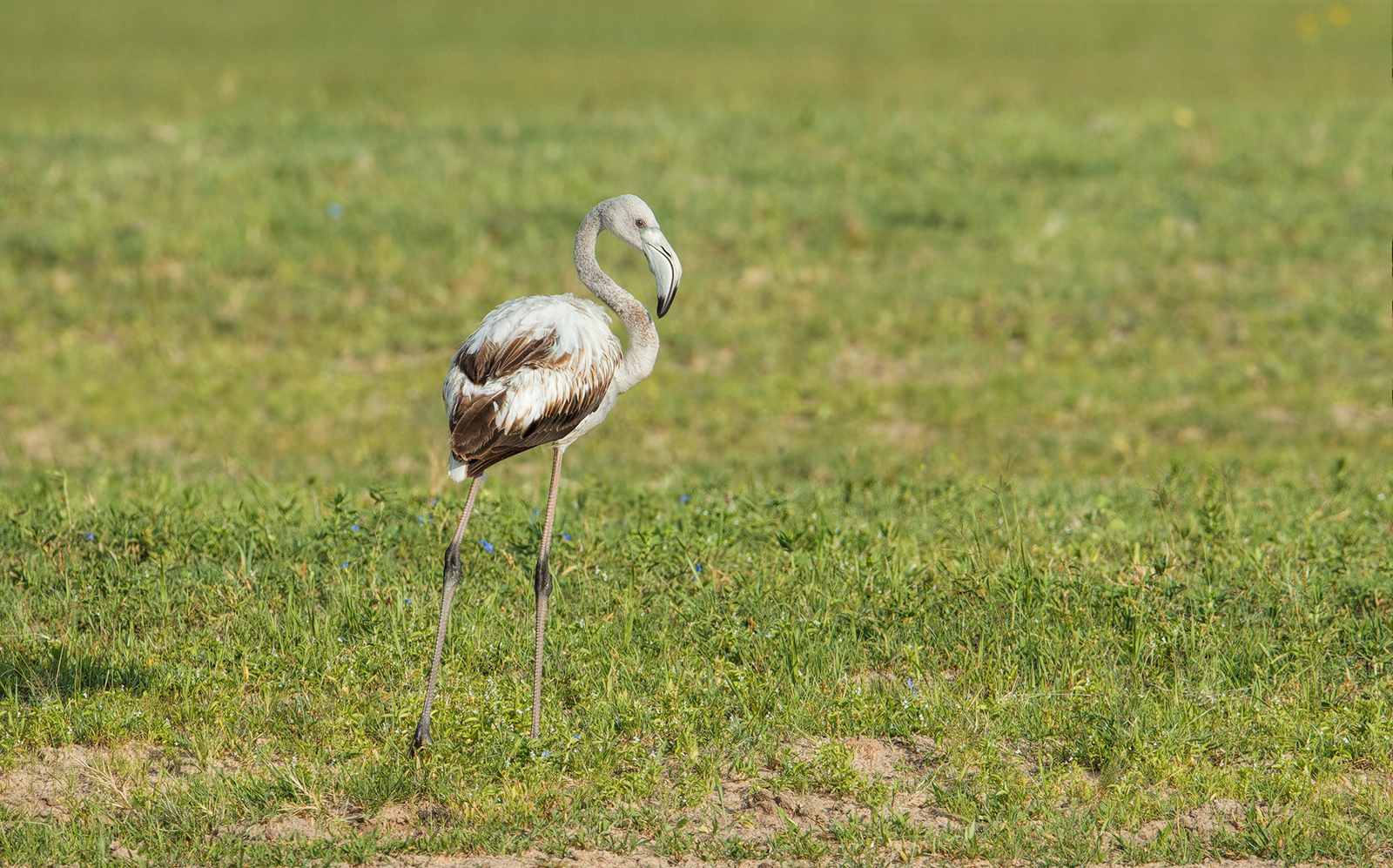 Greater Flamingo