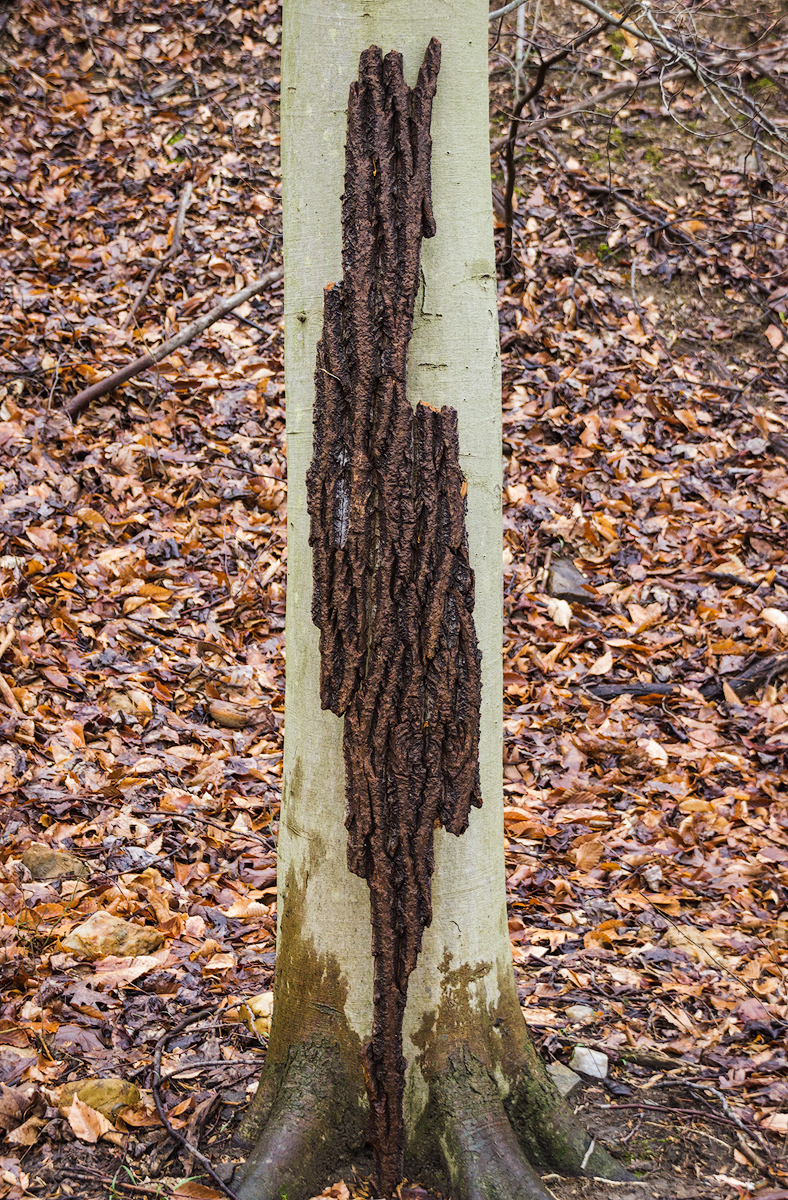 oak meets beech