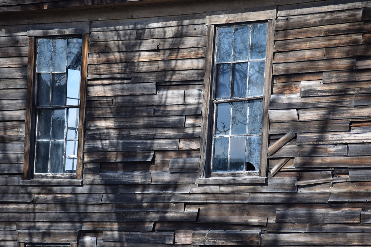 Shade of Old Oak Tree