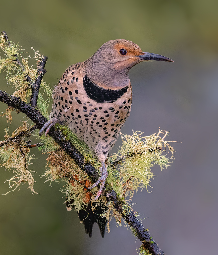 Northern Flicker