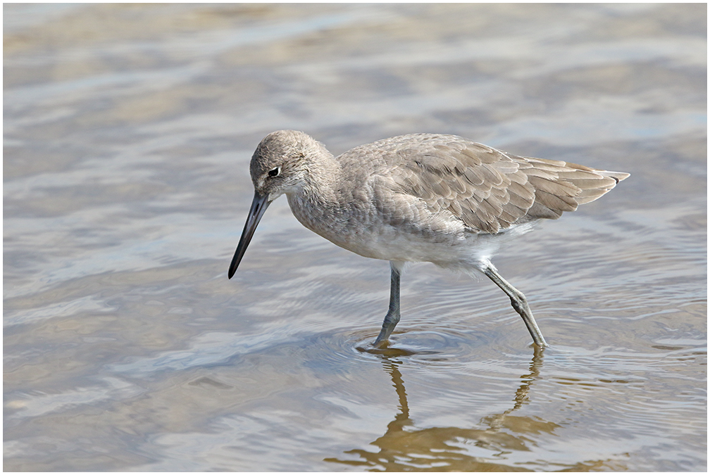 Willet in the Shallows