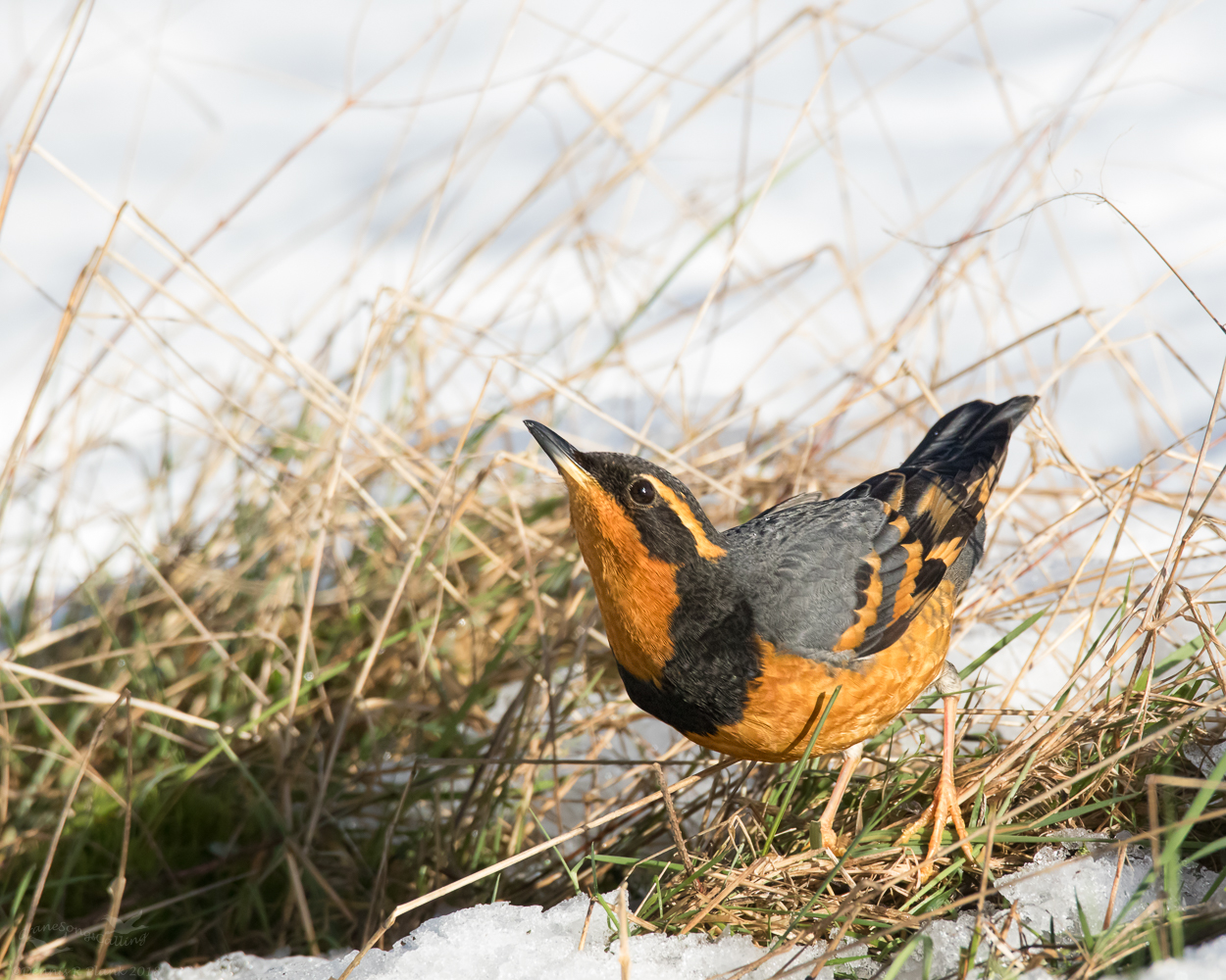 Male Varied Thrush II